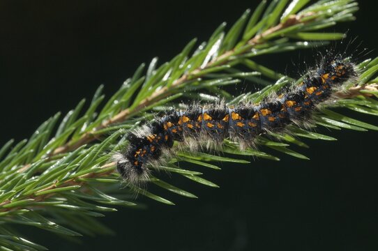 Cosmotriche lobulina, cosmotriche lunigera, kientree spinner, moonspot hen, coniferous forest moonspot moth, butterfly, insects, moths, moths, moths, moth, caterpillar, butterfly