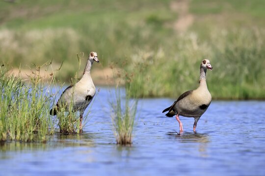 Nile gans (Alopochen aegyptiaca), adult, pair, standing in the water, Kruger National Park, South Africa