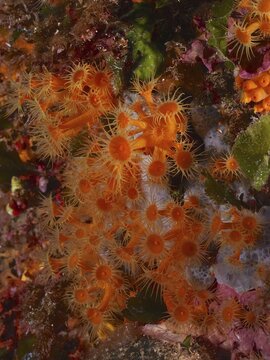 Yellow cluster anemone (Parazoanthus axinellae) in the Mediterranean Sea near Hyères. Dive site Giens Peninsula, Côte dAzur, France