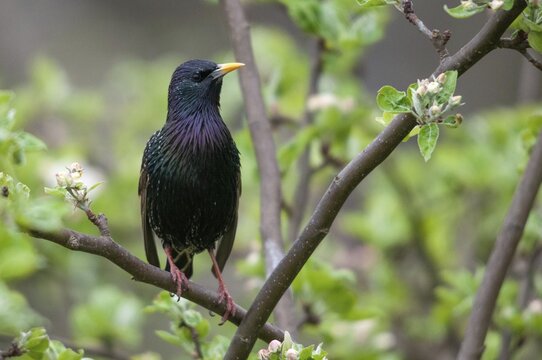 Star, Starling, Sturnus Vulgaris, Birds, Spring, Meadow Orchard, Passeri, Songbirds, Jump, Orchard, Birds
