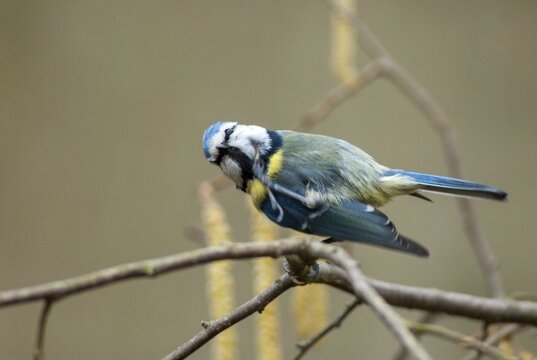 Blue tit, parus caeruleus, birds, plumage care, tits, passeri, preening, songbirds, songbirds, tits, birds