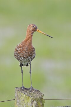 Black-tailed godwit (Limosa limosa) standing on a post, Ochsenmoor, Lake D&uuml;mmer, H&uuml;de, Lower Saxony, Germany