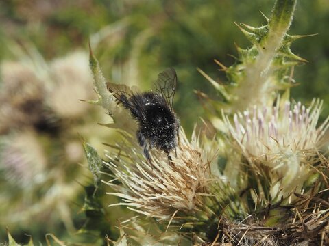 Alpine bumblebee (Bombus alpinus) on a spiny flower in its natural habitat, Goms, Canton of Valais, Switzerland
