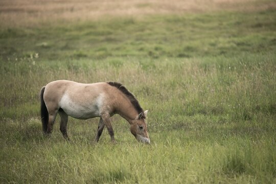 Asian wild horse, Equus Przewalskii, Mongolian wild horse, odd-toed ungulates, perissodactyla, Przewalski's horse, tachi, horses, mammals, horses, mammals, impair ungulates
