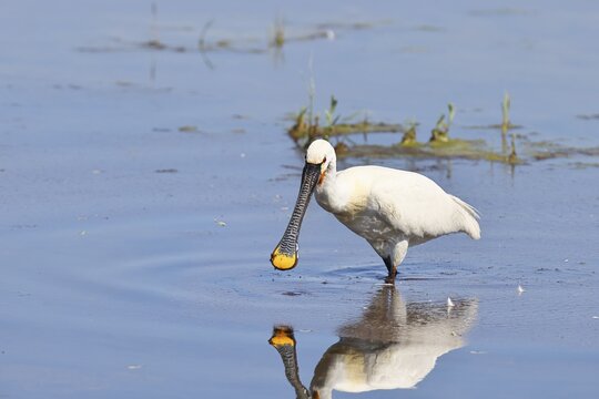 Spoonbill (Platalea leucorodia), adult bird striding through shallow water, adult bird in splendour, wildlife, Ziggsee, Burgenland, Austria