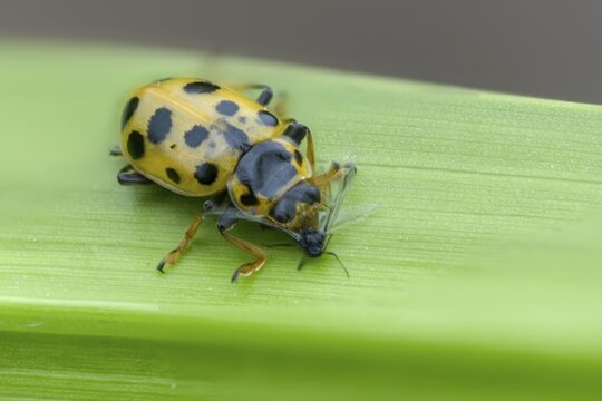 13-spotted lady beetle, thirteen-point ladybird, thirteen-spotted marsh ladybird, Hippodamia tredecimpunctata, thirteen spot lady beetle, beetle, coleoptera, insects, beetles