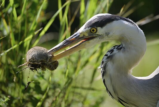 Grey heron (Ardea cinerea), animal portrait, with captured european water vole (Arvicola terrestris) . Stuttgart, Baden-W&uuml;rttemberg, Germany