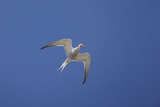 Common Tern (Sterna hirundo) in flight with fish in its beak, Schleswig-Holstein Wadden Sea National Park, UNESCO World Heritage Site, North Sea coast, Schleswig-Holstein, Germany