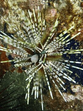 Sea urchin with striking, patterned spines, Banded sea urchin (Echinothrix calamaris), Secret Bay dive site, Gilimanuk, Bali, Indonesia