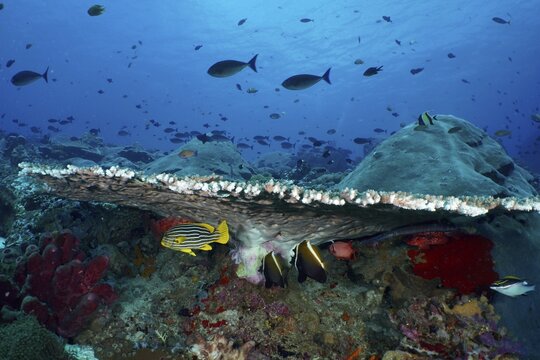 Various fish seek shelter under a large table coral (Acropora hyacinthus) in a blue underwater landscape, dive site SD, Nusa Ceningan, Nusa Penida, Bali, Indonesia