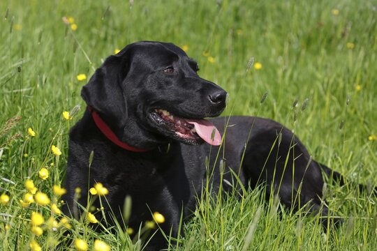 Black Labrador Retriever (Canis lupus familiaris), male lying in Blumenwiese, Schleswig-Holstein, Germany