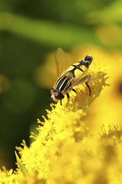 Dangling sunlover (Helophilus pendulus), on Canada goldenrod (Solidago canadensis), Wilden, North Rhine-Westphalia, Germany