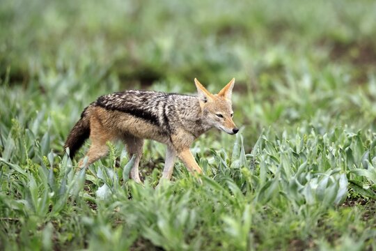 Black-backed jackal (Lupulella mesomelas), adult, stalking, alert, foraging, Kruger National Park, South Africa
