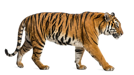 Obraz premium Side view of a tiger walking, isolated on white background
