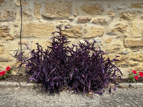 Purple heart plant growing against a stone wall with red flowers on a sunny street