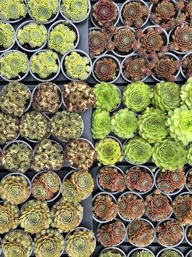 Overhead view of assorted potted succulent rosettes arranged in rows for sale