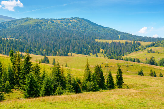 countryside mountain landscape in summer. view of Borzhava mountain ridge behind the green pasture. field near coniferous forest on a sunny day
