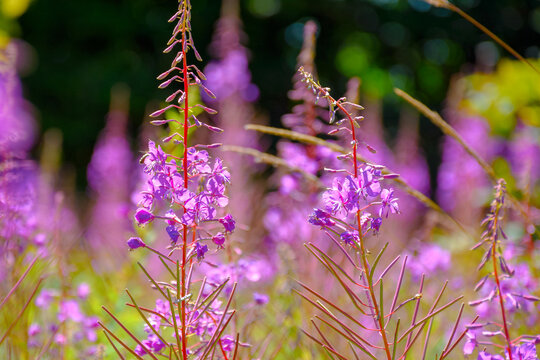 fireweed in full bloom. floral background with purple herb near the forest. willowherb closeup photo on a sunny day