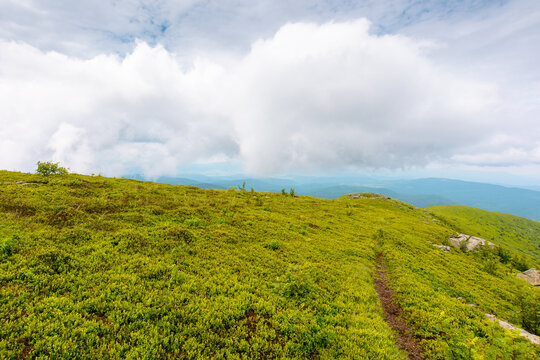 mountain path through green alpine meadow. summer landscape of Ukrainian Carpathians. travel background for hiking