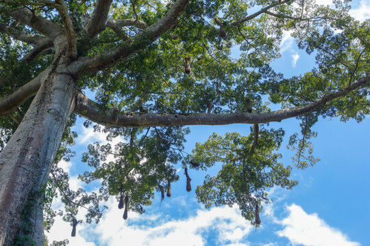 giant Ceiba pentandra tree, aka Java kapok or sumauma, found in brazilian amazon forest