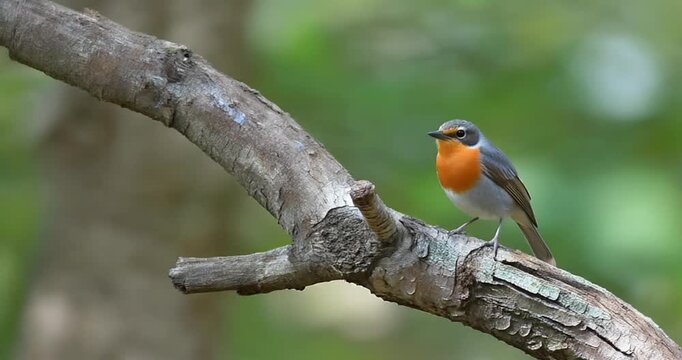 European robin bird perched on dry branch in soft green forest background during springtime