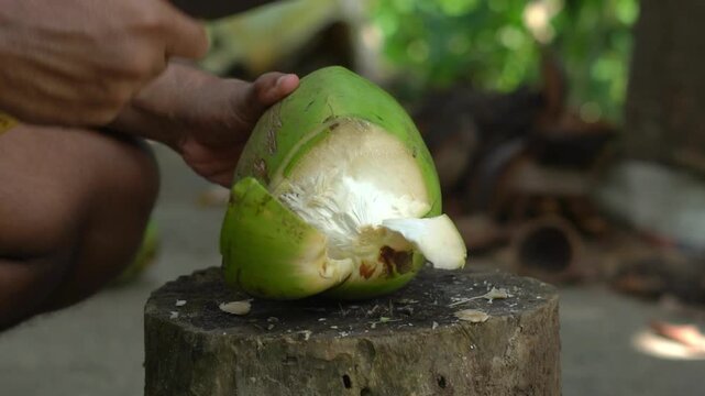 Peeling Back Cut Green Shell Of Tender Coconut On Wood Block. Worker Slicing And Peeling Fresh Green Coconut Shell Using Heavy Cleaver.