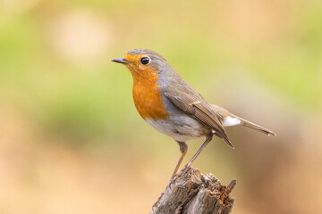 Fototapeta premium European robin perched on a bare branch in autumn