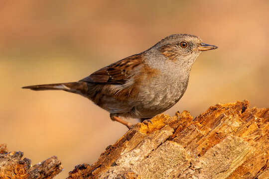 Dunnock perched on a weathered branch in the forest