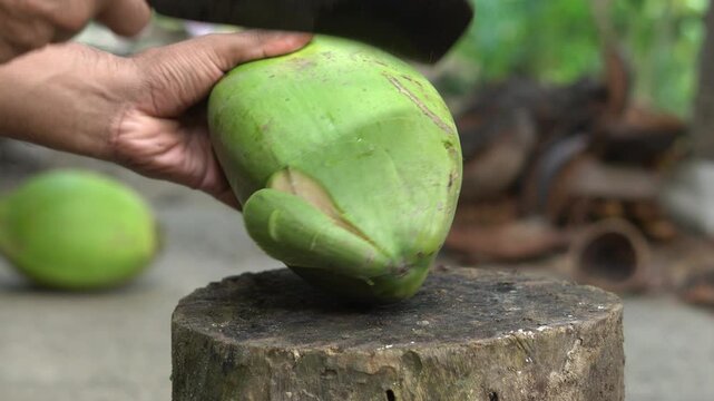 Sharp Knife Cutting Top Of Fresh Green Coconut Shell Close Up.  Hands Of Worker Chopping Organic Green Coconut With Big Blade in South India.