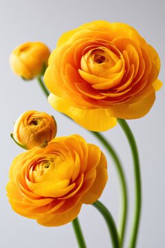 Vibrant yellow and golden-orange ranunculus flowers in various bloom stages, showcasing tight buds and fully layered blossoms on slender green stems against a soft background