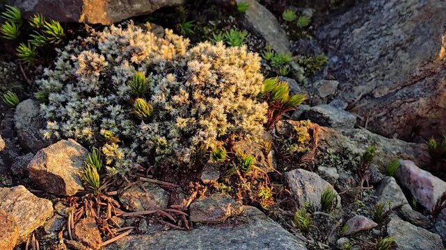 A hand arranges pebbles near moss n a granite stone. Norway, Toska. August