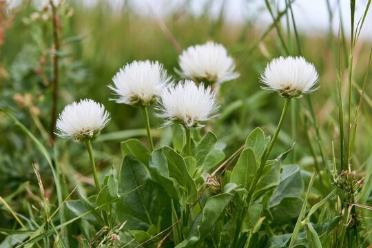 White fluffy wildflowers with delicate spherical blooms growing in a natural country meadow, surrounded by broad green leaves and grasses under a clear sky