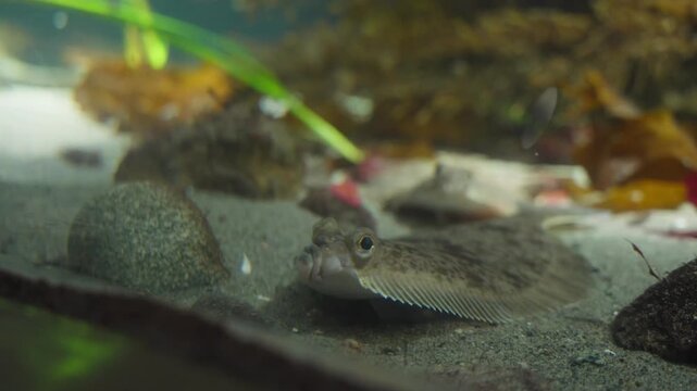 Flatfish or sculpin camouflaged on sandy bottom with kelp and sea star in cold water aquarium