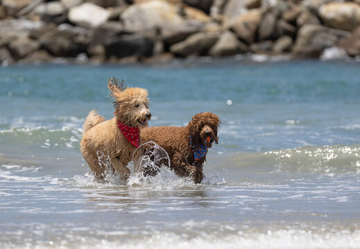 Two labradoodles running and playing in the surf