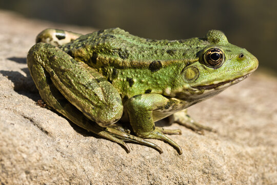 Frosch