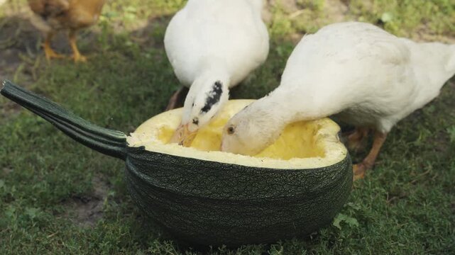Two white ducks pecking at a hollowed-out zucchini on grass, with one duck focused on the interior while another approaches, showcasing their interaction with the unique vegetable setting
