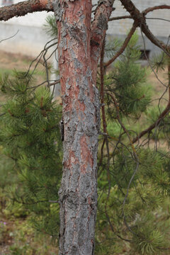 Pine Tree Trunk with Rough Flaking Bark Outdoors Close Up