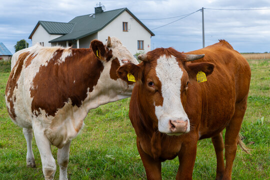 Two brown and white cows standing in a green pasture near a rural farmhouse, livestock animals in a countryside setting