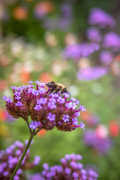 Bumblebee, common carder bee, on top of purple verbena flowers, in a garden in Kent, England, UK