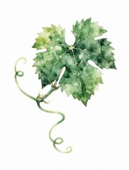 Fototapeta premium Green watercolor grape leaf with curling tendril isolated on white. Delicate painting depicts plant part with veins and texture. Ideal for organic food, wine or nature design elements.