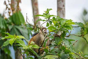 Ecuadorian squirrel monkey (Saimiri cassiquiarensis macrodon) in a tree in Archidona, Ecuador © Angela
