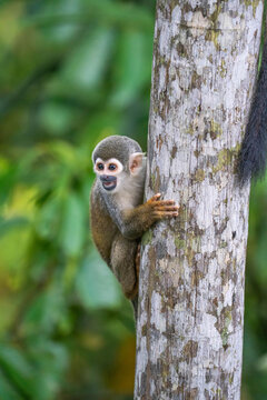 Ecuadorian squirrel monkey (Saimiri cassiquiarensis macrodon) climbing the trunk of a tree in Archidona, Ecuador