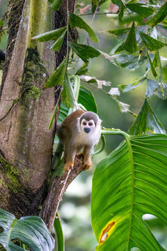 Ecuadorian squirrel monkey (Saimiri cassiquiarensis macrodon) climbing the trunk of a tree in Archidona, Ecuador