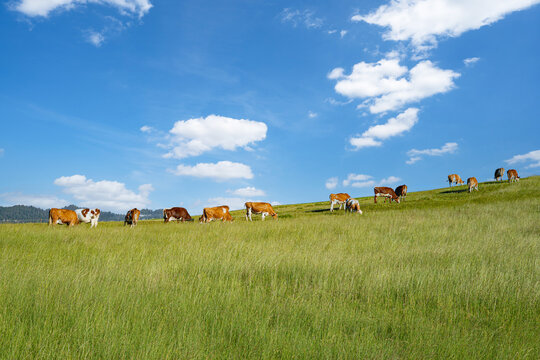 Fleckvieh-Milchviehherde grast auf einem saftigen Hang unter blauem Himmel im Allg&auml;u.