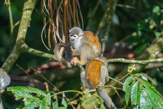 Ecuadorian squirrel monkeys (Saimiri cassiquiarensis macrodon) in a tree in Archidona, Ecuador