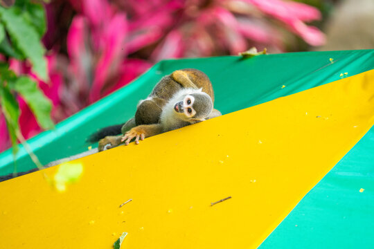 Ecuadorian squirrel monkeys (Saimiri cassiquiarensis macrodon) playing on an umbrella at a lodge in Archidona, Ecuador