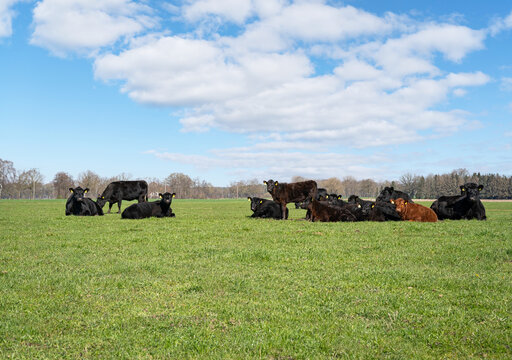 Angus-Rinderherde mit K&auml;lbern rastet auf gr&uuml;ner Weide unter blauem Himmel.