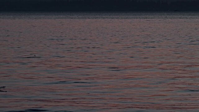 Cinematic 4K Sunset on calm water with fish jumping