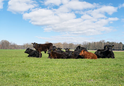 Angus-Rinderherde mit K&auml;lbern rastet auf gr&uuml;ner Weide unter blauem Himmel.
