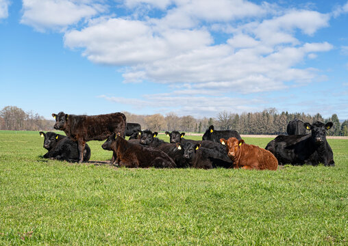 Angus-Rinderherde mit K&auml;lbern rastet auf gr&uuml;ner Weide unter blauem Himmel.